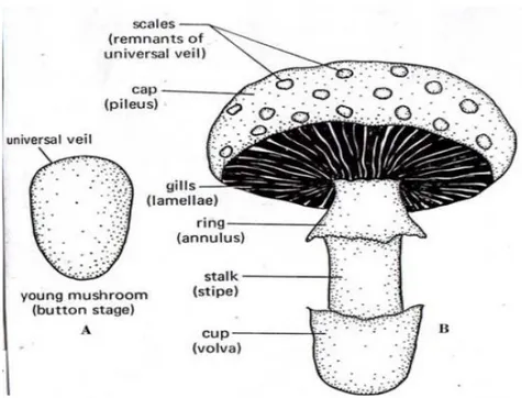 Gambar 1. Struktur tubuh buah Basidiomycota (Tampubolon, 2010) 