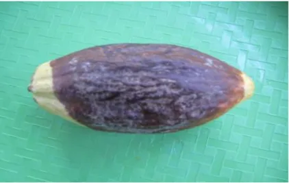 Gambar 3. Penyakit busuk buah kakao (Sumber : Departemen                    Pertanian, 2012) 