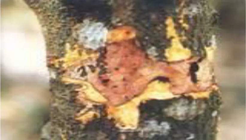 Gambar 4. Batang yang terserang jamur Phytophthora palmivora  (Sumber : Anonim, 2012a) 