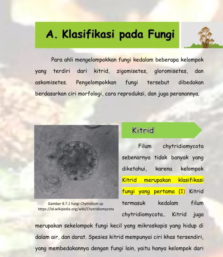 Gambar 4.7.1 fungi Chytridium sp. 