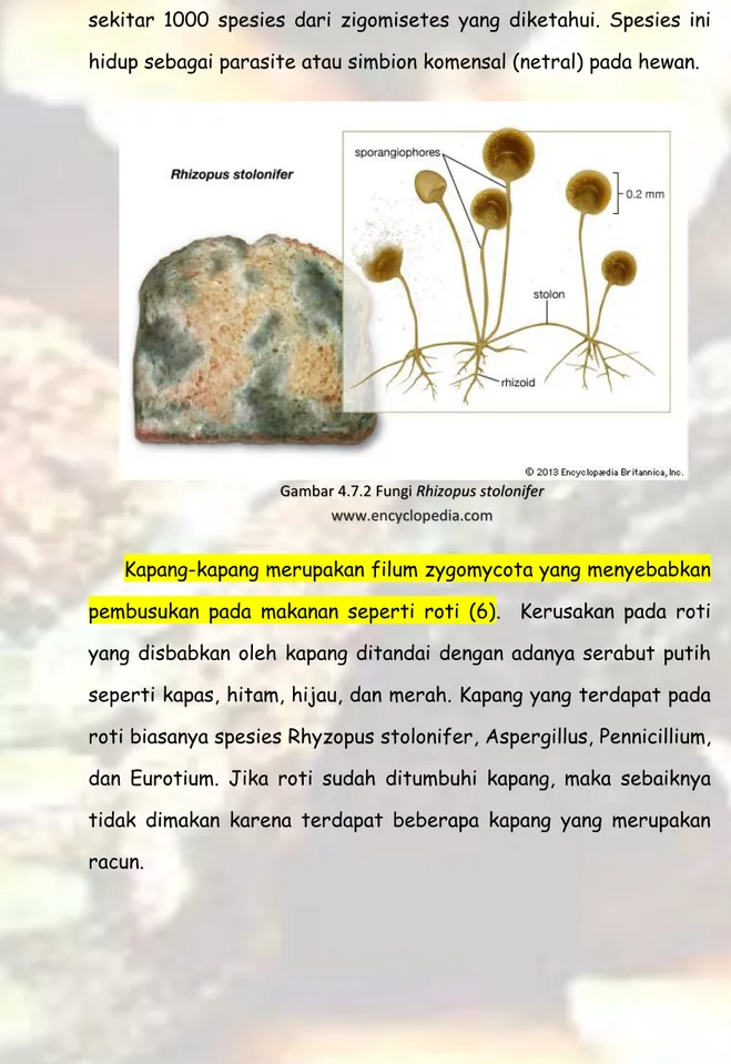 Gambar 4.7.2 Fungi Rhizopus stolonifer  www.encyclopedia.com  