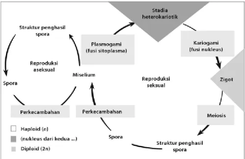 Gambar 3. Skema Reproduksi Jamur (Sumber: Achmad M.S., dkk. 2011: 41). 