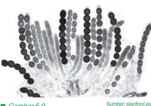 Gambar 6.9 Askus Neurospora