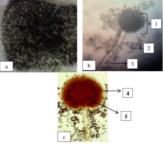 Gambar 4.3. Aspergillus niger, (a)  Koloni kapang pada medium PDA dan  (b) Ciri Mikroskopis Kapang (10x40) 45 , (c) Foto Hasil Referensi 46 ,                            1: Kepala Konidia, 2: Konidia, 3: Konidiofor, 4: Fialid, 5: Vesikel