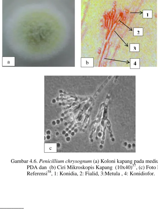 Gambar 4.6. Penicillium chrysognum (a) Koloni kapang pada medium                     PDA dan  (b) Ciri Mikroskopis Kapang  (10x40) 57 , (c) Foto Hasil   