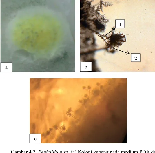 Gambar 4.7. Penicillium sp. (a) Koloni kapang pada medium PDA dan           (b) Ciri Mikroskopis Kapang (10x10) 61 , (c) Foto Hasil 