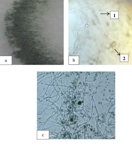 Gambar 4.8. Trichoderma sp. (a) Koloni kapang pada medium PDA dan  (b) Ciri Mikroskopis Kapang (10x40) 65 , (c) Foto Hasil    Referensi 66 , 1: Miselium, 2: Konidia
