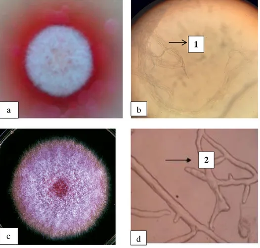 Gambar 4.9. Fusarium subglutinans (a) Koloni kapang pada medium PDA       dan (b) Ciri Mikroskopis Kapang (10x40) 68 , (c)(d) Foto Hasil        Referensi 69 ,1: Miselium, 2: Konidiosfor (Polifialid)