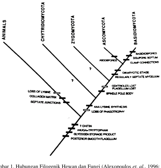 Gambar 1. Hubungan Filogenik Hewan dan Fungi (Alexopoulos et. al., 1996: 69) 