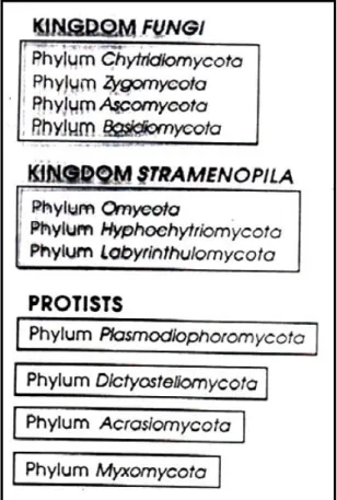 Gambar 2. Klasifikasi Fungi (Alexopoulos, 1996: 62) 