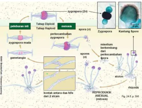 Gambar 1. Daur hidup Zygomycotina 