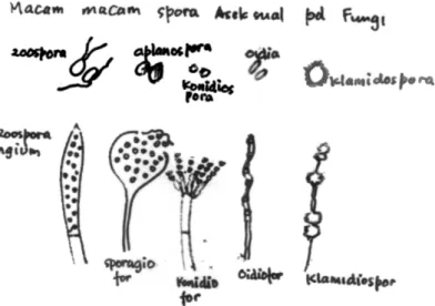 Gambar 8.9 Macam-macam spora                         aseksual  pada  Fungi  (sumber: Pelczar,1986) 