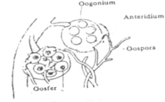 Gambar 8.13   Oospora dan                            pembentukannya. 