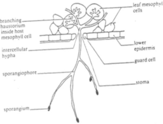 Gambar 8.14  Pertumbuhan Phytophthora infestans         pada daun kentang menembus permukaan daun,         membentuk sporangiofor berisi sporanguin  (gambar: Green,1986) 