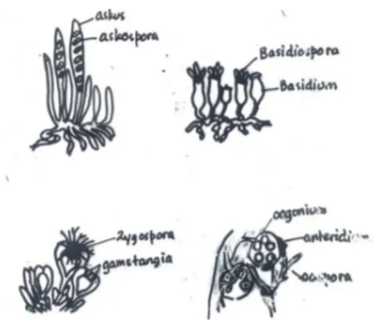 Gambar 8.15  Macam-macam spora                          seksual pada fungi. 