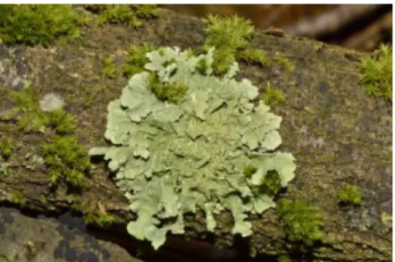 Gambar 6.5 Lichen (Lumut Kerak) 
