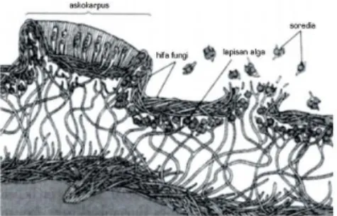 Gambar 6.6 Anatomi Lichen 