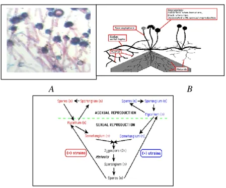 Gambar 6.8  Jamur Zygomycotina    