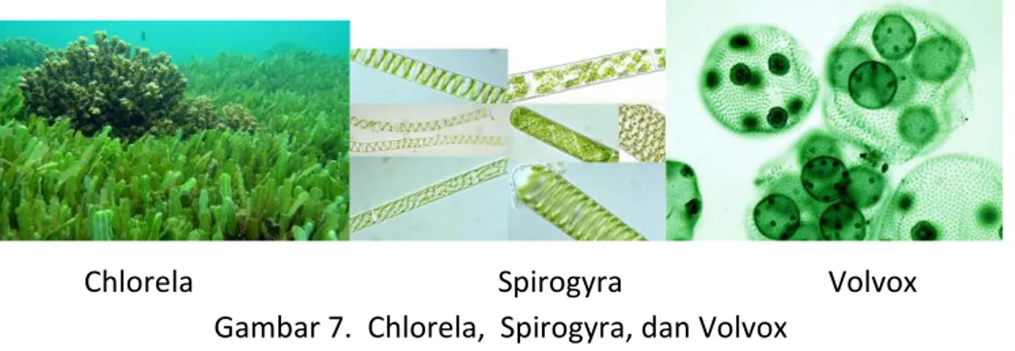 Gambar 7.  Chlorela,  Spirogyra, dan Volvox 