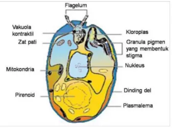 Gambar 1. Struktur jamur lendir  (Sumber : https://www.google.co.id) 