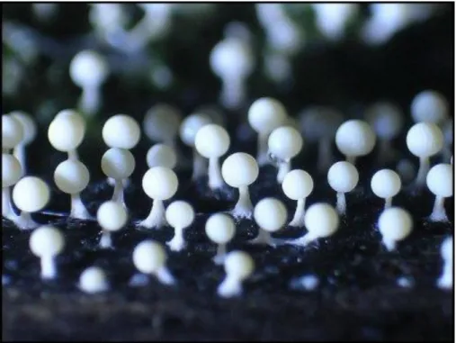 Gambar 2.  Fruiting body pada  Plasmodium. 