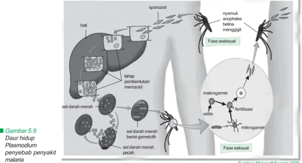 Gambar 5.9 Daur hidup Plasmodium penyebab penyakit malariad. Sporozoa
