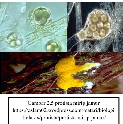 Gambar 2.5 protista mirip jamur  https://aslam02.wordpress.com/materi/biologi