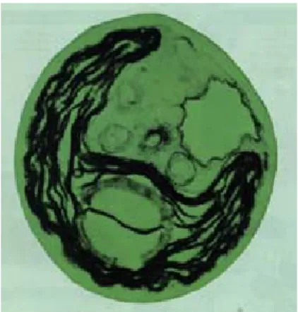 Gambar 4.   Chlorella sp 