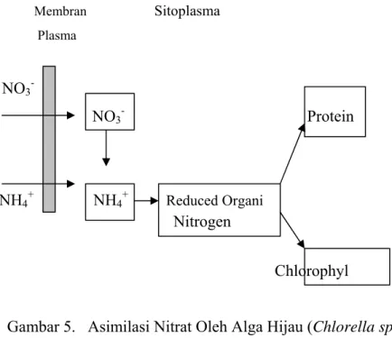 Gambar 5.   Asimilasi Nitrat Oleh Alga Hijau (Chlorella sp)  Sumber : Afandi, 2003 