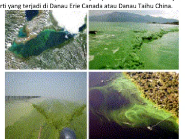 Gambar  2.  Kiri  atas:  Cyanobacterial  blooms  di  Danau  Juli  2007  (Courtesy  of  NASA  and  Coastwatch-Great  Lakes)