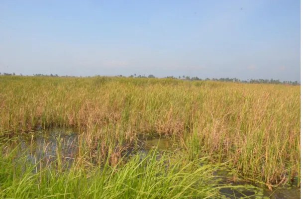 Gambar 8. Keusakan tanaman padi sawah akibat banjir rob di Kabupaten Pekalongan  (Dokumentasi Pribadi, 18 Juni 2014) 