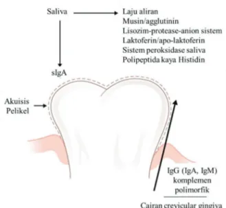 Gambar 2.5 Pertahanan inang berasosiasi dengan permukaan gigi  (Marsh &amp; Martin, 2010)