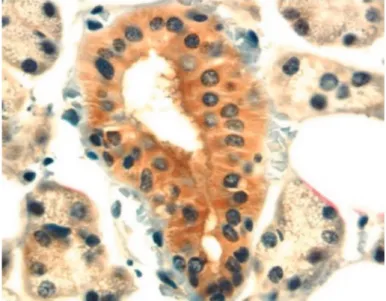 Gambar 2.6 Pewarnaan imunologi kelenjar submandibular manusia dengan  antibody untuk mendemonstrasikan kehadiran peptide antimicrobial, 