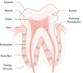 Gambar 2.1 Struktur gigi dalam kondisi sehat dan sakit  (Marsh &amp; Martin, 2010)