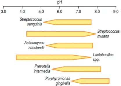 Gambar 2.3 Diagram rentang pH untuk pertumbuhan beberapa spesies oral  bacterial. (Marsh &amp; Martin, 2010)
