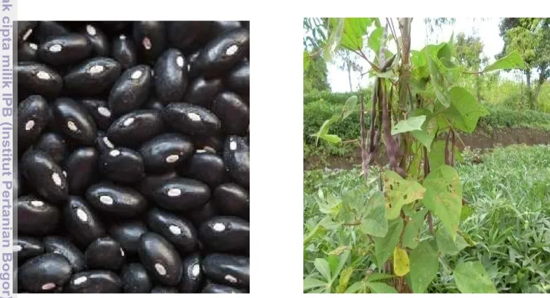 Gambar 1 Visualisasi bentuk dan pohon kacang hitam (Phaseolus vulgaris) 
