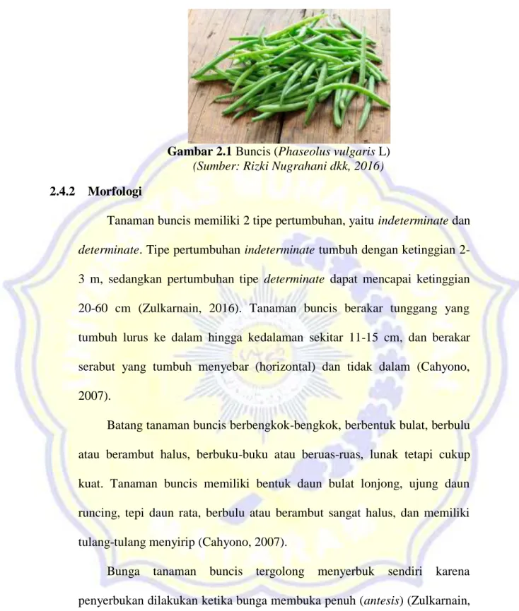Gambar 2.1 Buncis (Phaseolus vulgaris L)  (Sumber: Rizki Nugrahani dkk, 2016) 