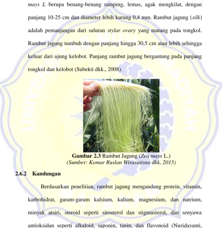 Gambar 2.3 Rambut Jagung (Zea mays L.)  (Sumber: Komar Ruslan Wirasutisna dkk, 2015) 