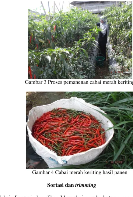 Gambar 3 Proses pemanenan cabai merah keriting 
