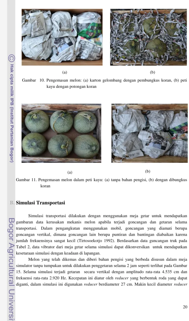 Gambar  11.  Pengemasan  melon  dalam  peti  kayu:  (a)  tanpa  bahan  pengisi,  (b)  dengan  dibungkus  koran 