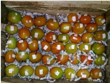 Gambar 11.     Penyusunan buah tomat dalam kemasan peti kayu dengan bahan pengisi cacahan  koran 