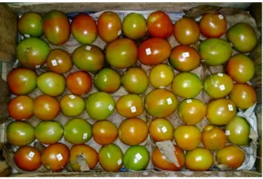 Gambar 14. Penyusunan  buah  tomat dalam kemasan  peti kayu  dengan pelapis dalam kertas   semen dan bahan pengisi daun pisang kering 