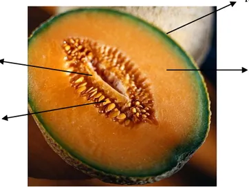 Gambar 1. Penampang melintang melon cantaloupe 
