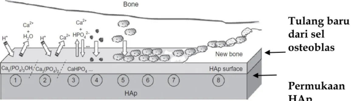 Gambar 5.5 Mekanisme Permukaan HAp Setelah Implantasi (Mucalo, 2015) 