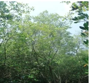 Gambar  7. Pohon Mangrove Api-api (Avicennia marina)  Sumber : Dokumentasi Pribadi  