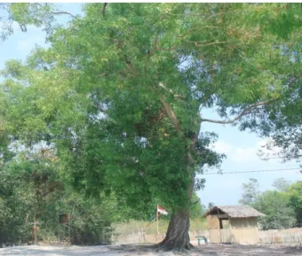 Gambar 10. Pohon Akasia (Acacia mangium)  Sumber : Dokumentasi Pribadi  