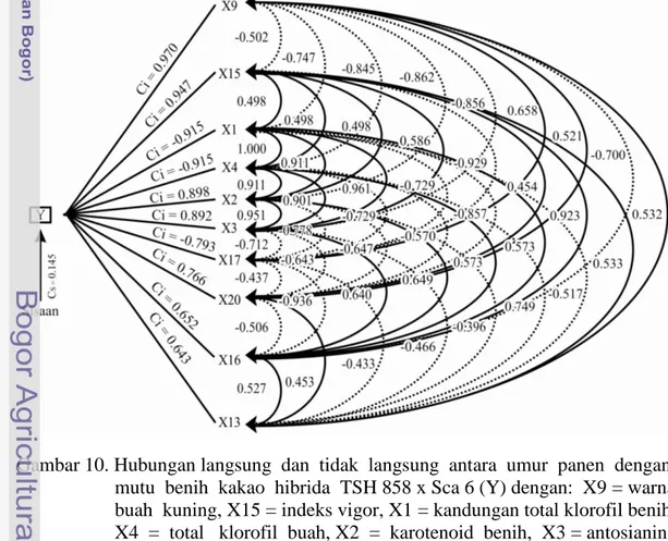 Gambar 10. Hubungan langsung  dan  tidak  langsung  antara  umur  panen  dengan                       mutu  benih  kakao  hibrida  TSH 858 x Sca 6 (Y) dengan:  X9 = warna                      buah  kuning, X15 = indeks vigor, X1 = kandungan total klorofil 