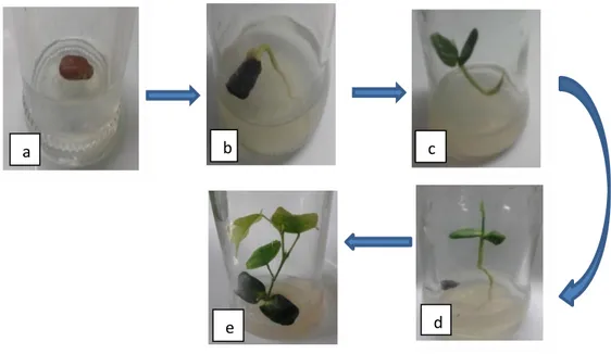 Gambar 6. Tahap perkecambahan benih kayu kuku secara  in vitro .  a).  Benih  yang  baru  ditanam,  b)