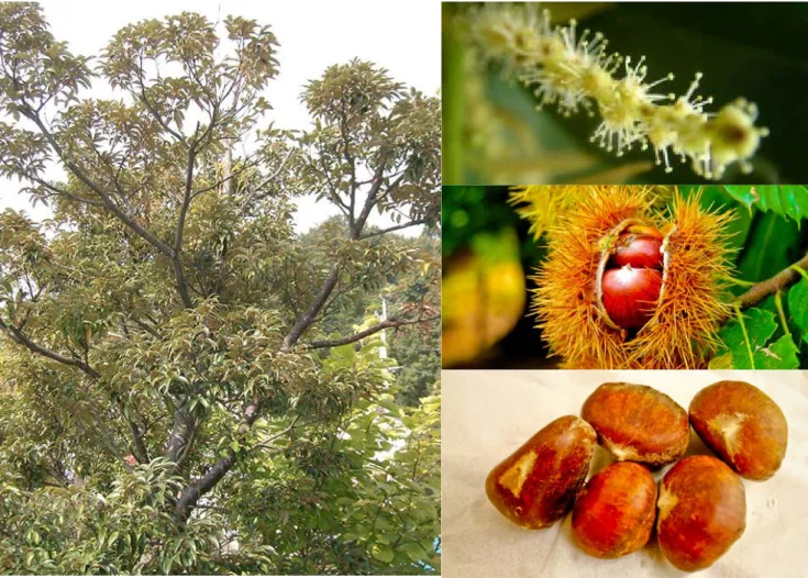 Gambar 1. Pohon, bunga dan buah Saninten 
