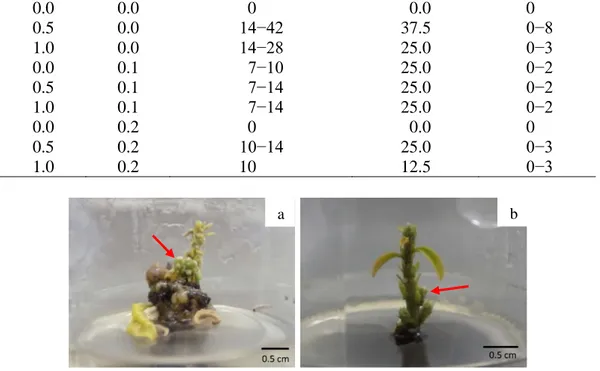 Gambar 5  Pertumbuhan tunas  pada eksplan saninten dalam media WPM pada umur   8 MST: (a) konsentrasi BAP 0.5 mg/L dan (b) konsentrasi BAP 1 mg/L Pertumbuhan Tunas 